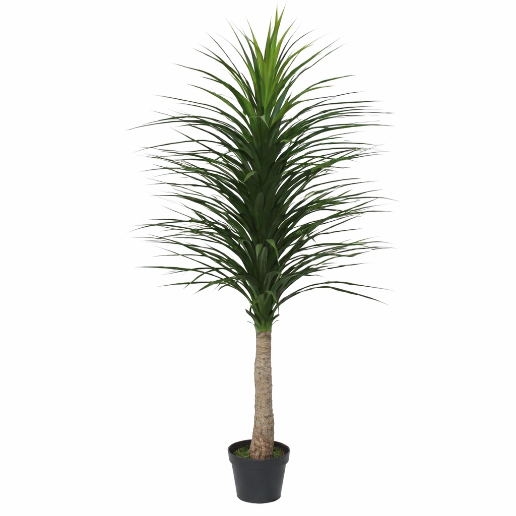 NOLINA RECURVATA copac artificial