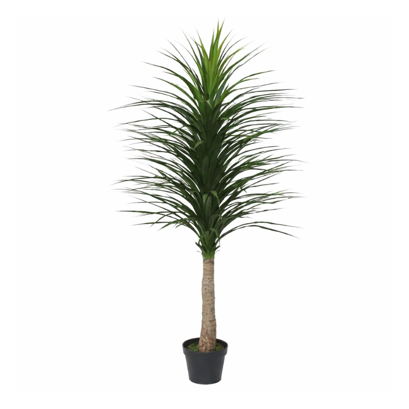 NOLINA RECURVATA copac artificial